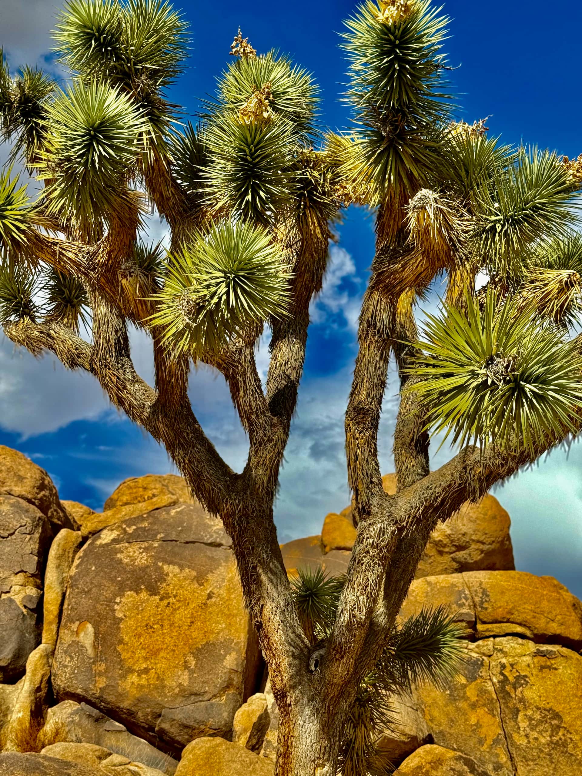 Looking up into the branching crown of a Joshua tree rooted among granite boulders, under a deep blue sky