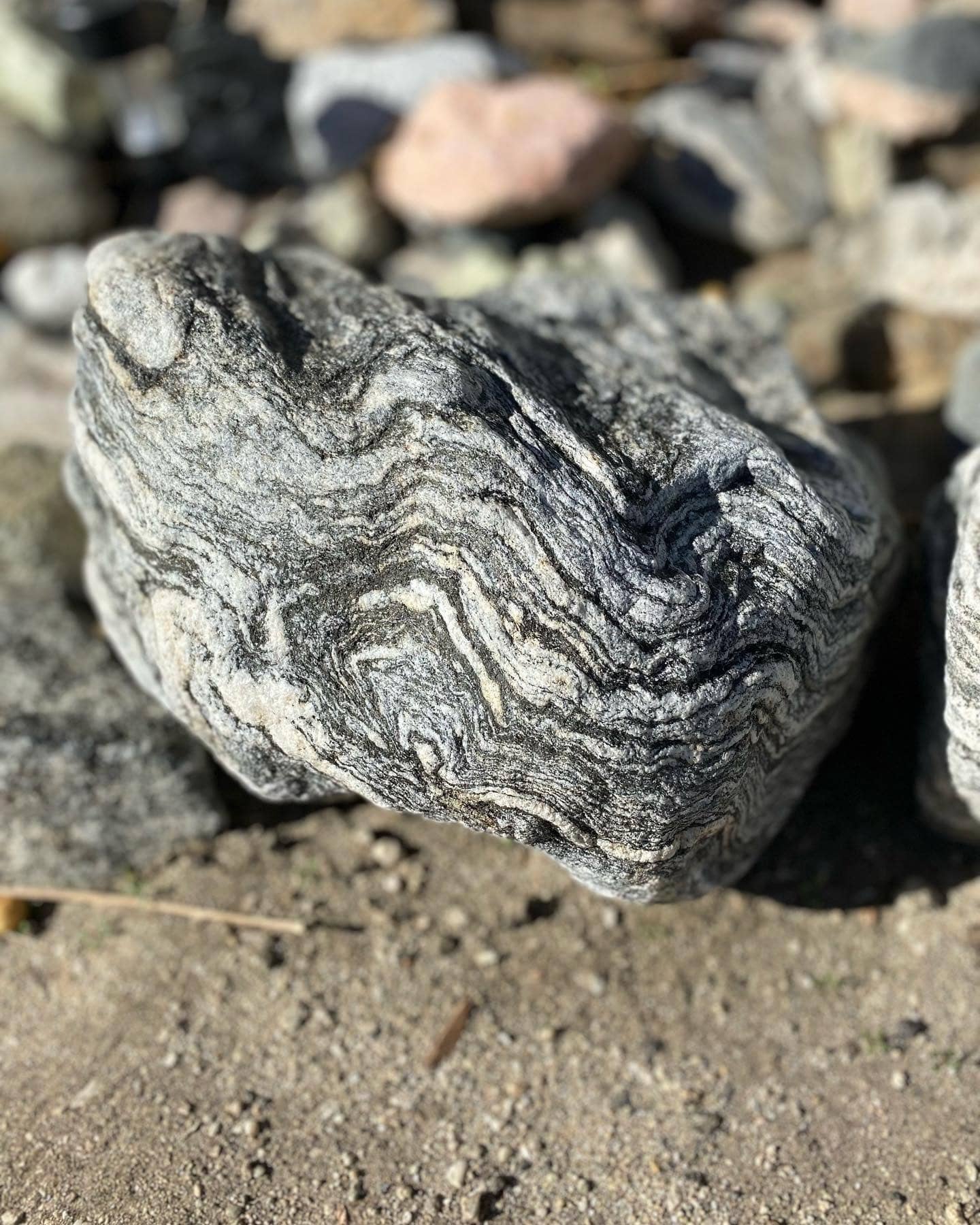 Close-up of a grey and white Mojave Desert cobble in sunlight, its surface covered in tight light-and-dark mineral banding that loops and folds back on itself