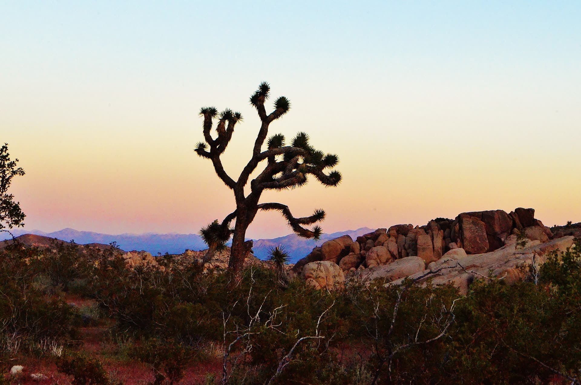 A Joshua tree silhouetted against a pastel desert sunset with boulder fields behind