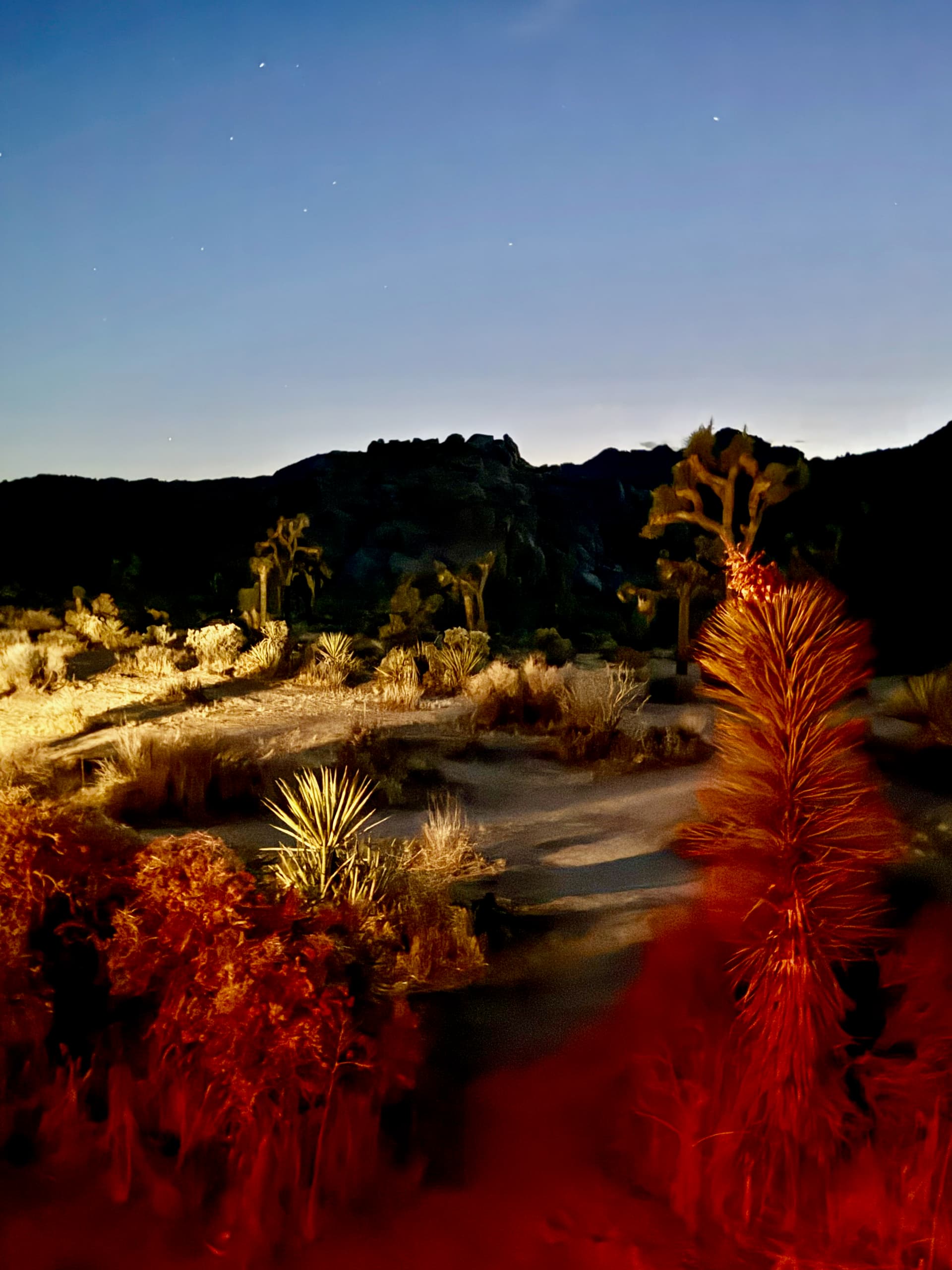 A yucca and Joshua trees lit by warm firelight at dusk, with a mountain silhouette and the first stars appearing in a fading blue sky