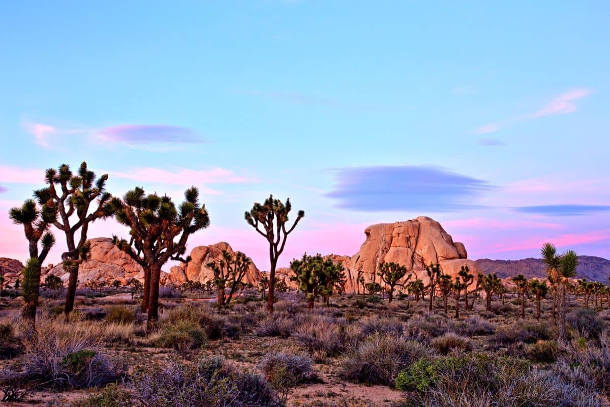 Joshua trees silhouetted against a pink and blue desert sunset near the granite boulders where certificates are printed, packed and posted