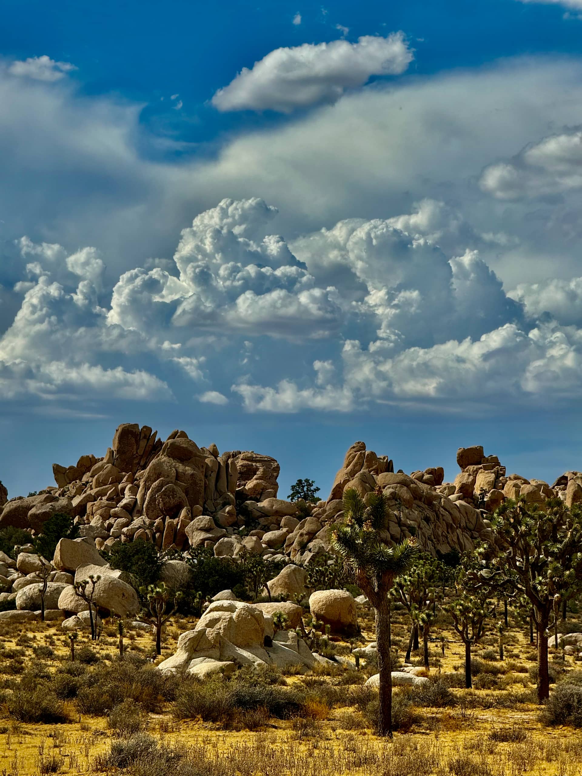 Joshua trees growing among a jumble of granite boulders under a towering cumulus cloud in Joshua Tree National Park