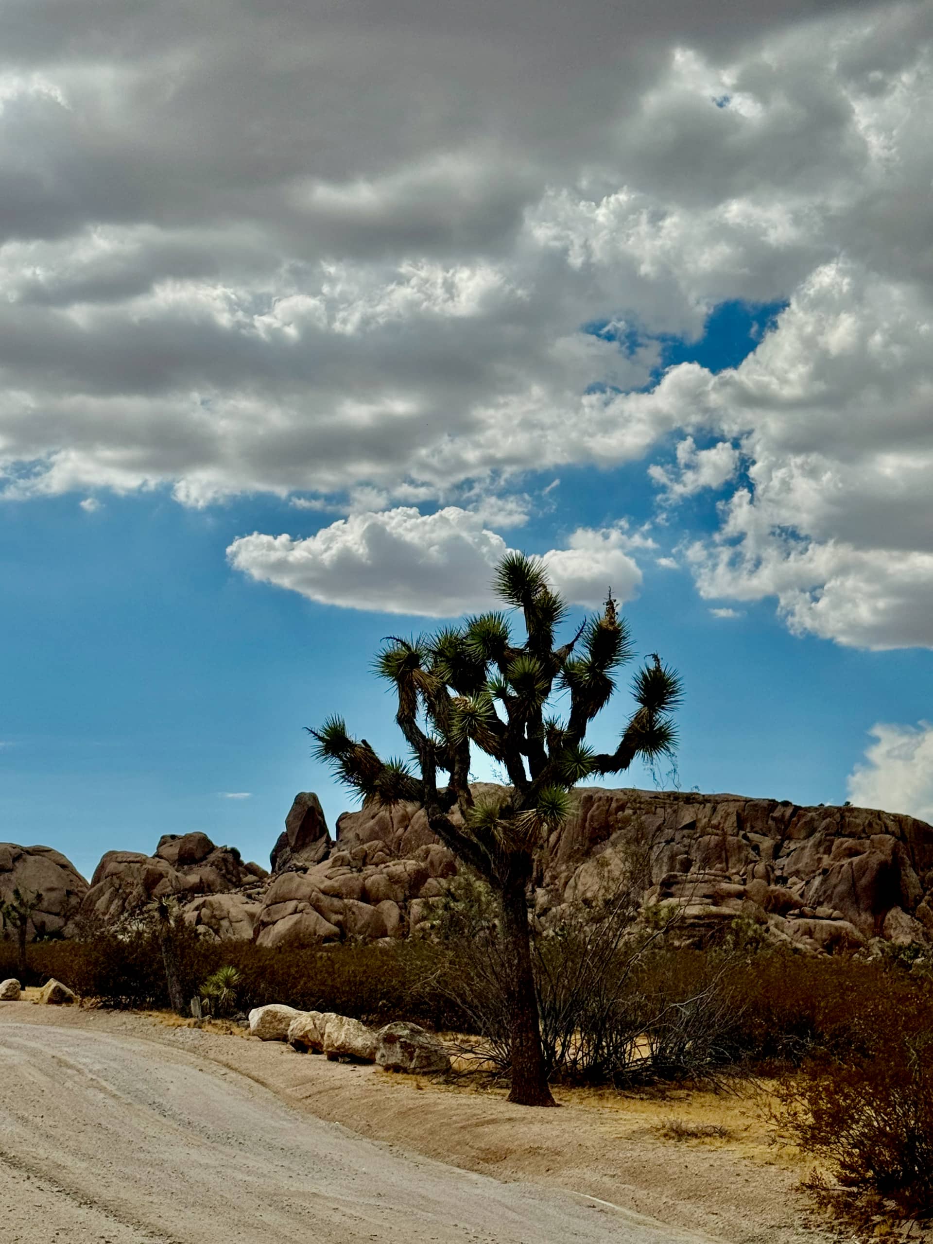 A single Joshua tree silhouetted against granite boulders and a heavy cloud bank beside a desert road
