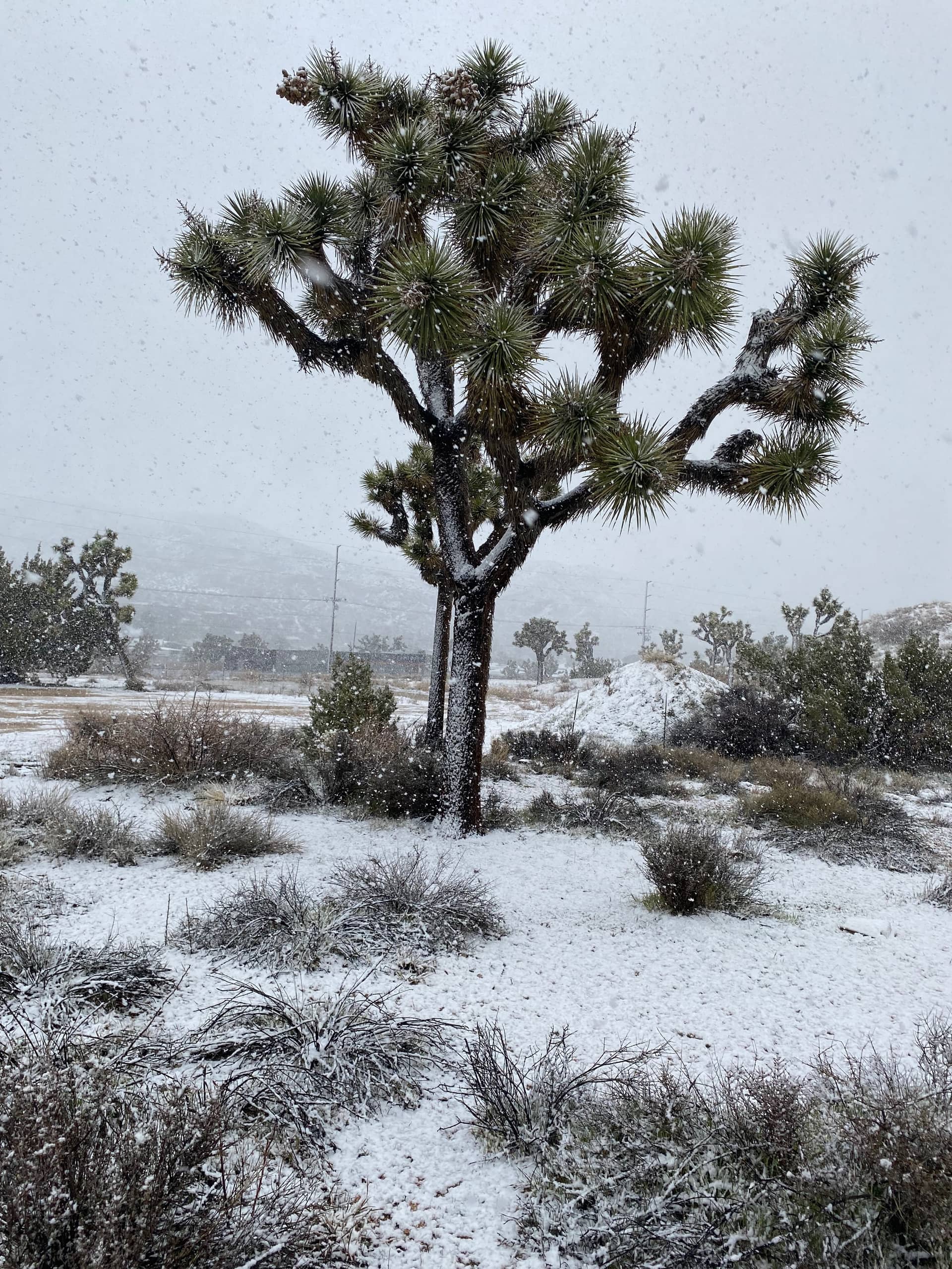 Snow falling on a Joshua tree in the desert, with flakes visible in the air and snow settling on the ground