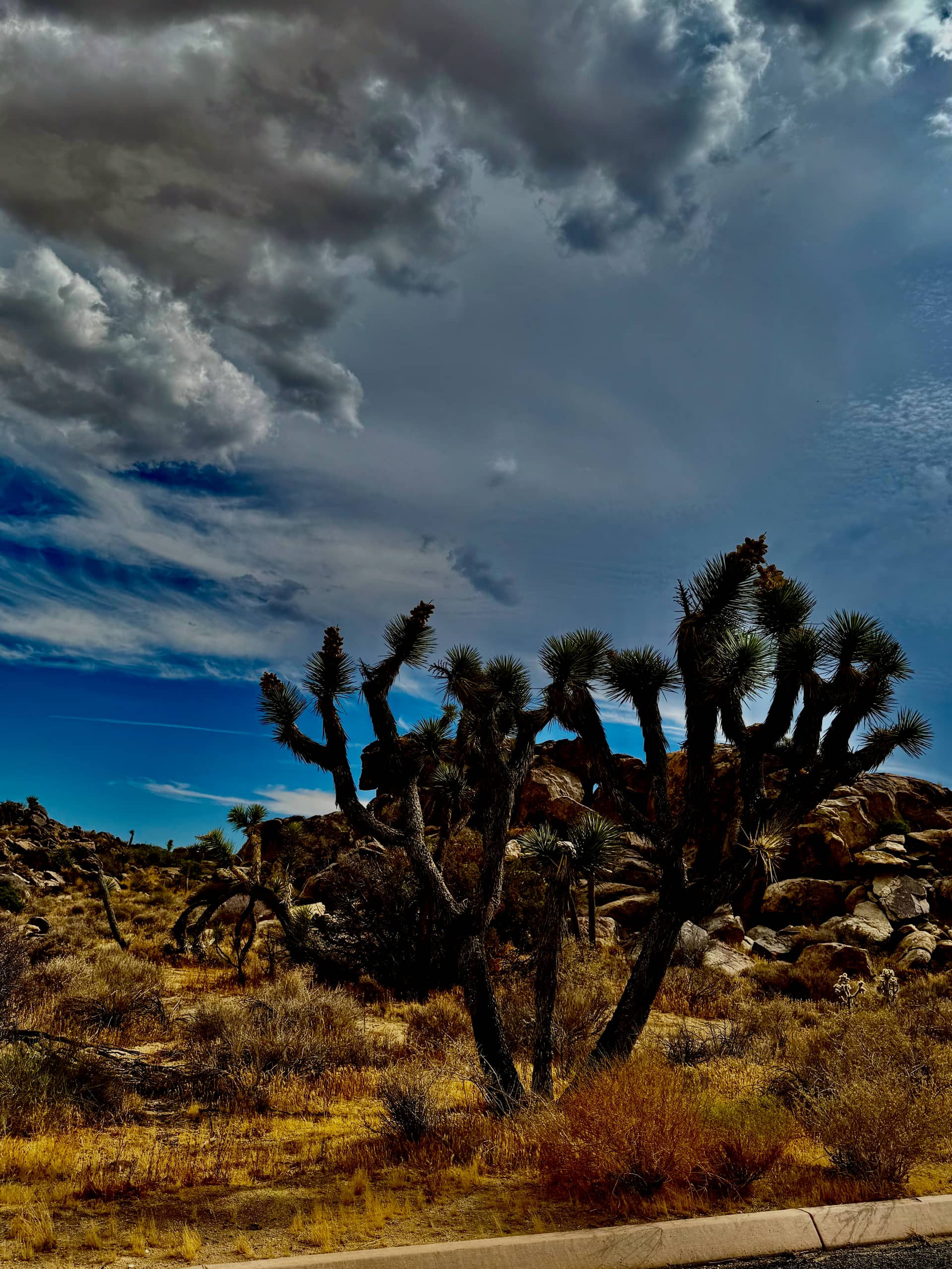 Backlit Joshua trees against granite boulders under a dramatic storm-lit sky